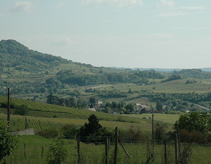 Jura - vignoble de Château-Chalon