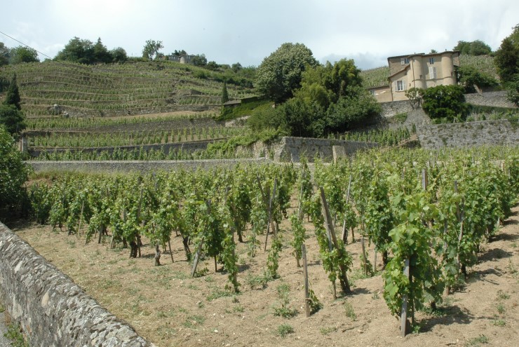 Château-Grillet entouré de son vignoble - © M.CRIVELLARO