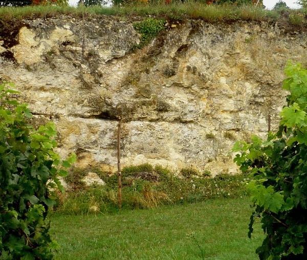 Sous-sol de "Calcaires à Astéries"  dans le vignoble des Côtes de Bourg -  © Marion CRIVELLARO