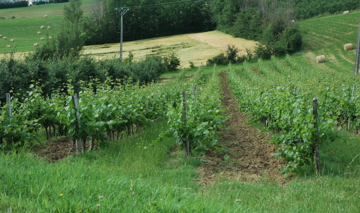Vignoble des Coteaux du Quercy - Sol argilo-calcaire sur coteaux molassiques - © M.CRIVELLARO