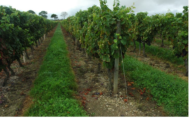 Vignoble du Bourgeais - Villeneuve - Sol argilo-sableux -  © M.CRIVELLARO