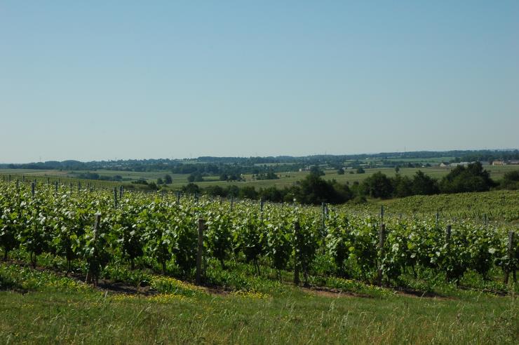 Vignobles d'Anjou - Coteaux du Layon -  © M.CRIVELLARO