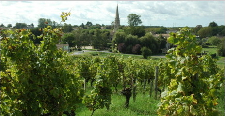 Sauternes - Vue du village de Sauternes entouré de vignes - Sauternes - Vue du village de Sauternes entouré de vignes -