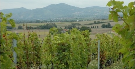 Vignoble-des-Cotes-d-Auvergne - Champeix - Vignoble-des-Cotes-d-Auvergne - Champeix -