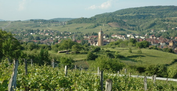 Vignobles du Jura autour du village d'Arbois