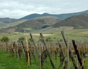 Alsace , le vignoble à Andlau