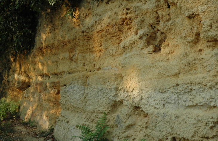 Affleurement de Calcaire à Astéries  - Côte de la Ruasse à Langoiran - © M.CRIVELLARO 