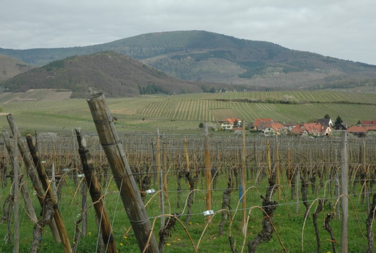Andlau - Paysage d'Alsace - © M.CRIVELLARO