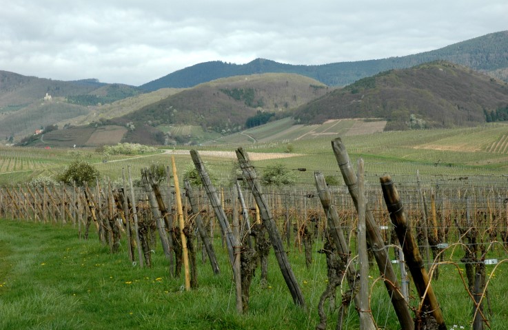 Andlau -  Vue d'ensemble du vignoble à proximité du village d'Andlau - © M.CRIVELLARO