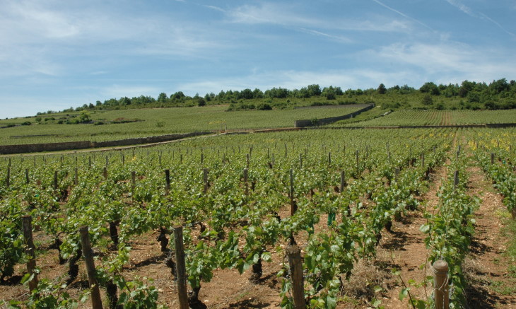 Blagny - Le vignoble sur les coteaux entre Meursault et Puligny - Montrachet - © M.CRIVELLARO