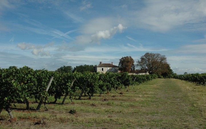 Buzet-sur-Baïse - Les vignes s'étalent sur la terrasse moyenne, argilo-graveleuse de la Garonne - © Marion CRIVELLARO