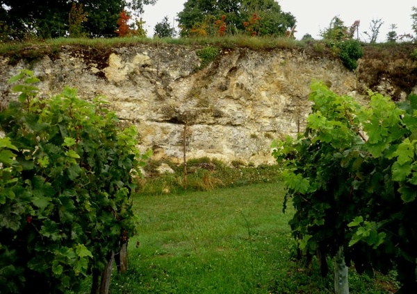 "Calcaires à Astéries" composant le sous -sol du vignoble des Côtes de Bourg -  La Roque-de-Thau commune de Villeneuve - © Marion CRIVELLARO