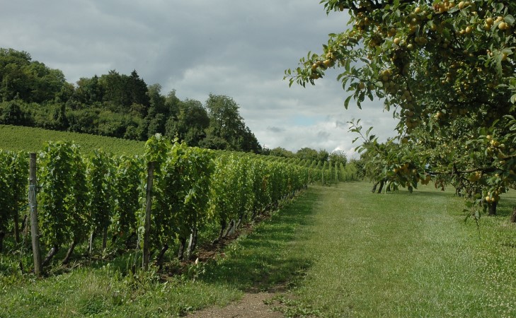 Combres-sous-les-Côtes - Les vignes du Domaine de Muzy - © M.CRIVELLARO