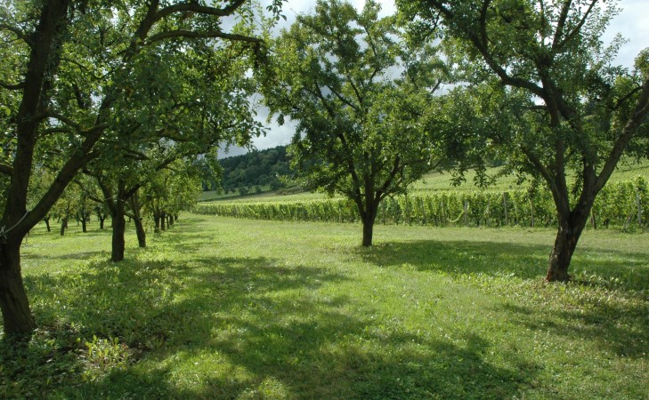 Combres-sous-les-Côtes -  Vignobles et Mirabelliers - Domaine de Muzy - © M.CRIVELLARO