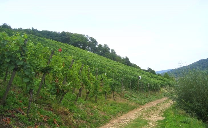 Contz-les-Bains - Le vignoble de Sierck-les-Bains sur les versants de la  Côte Infraliasique - © M.CRIVELLARO