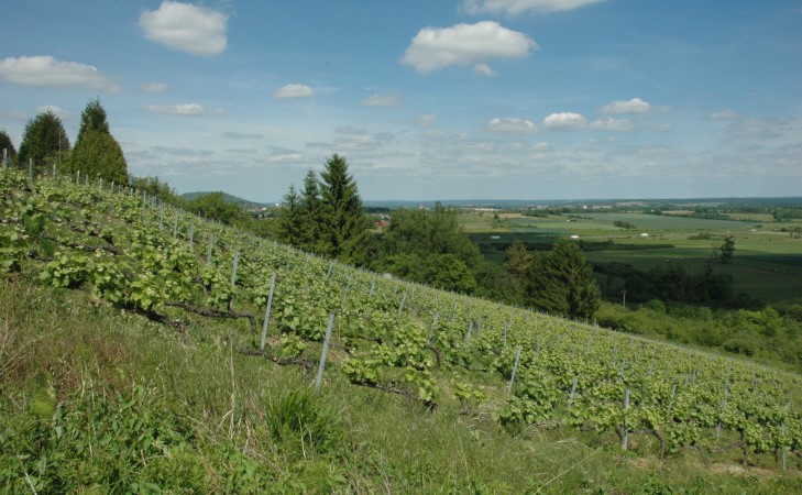 Domgermain - Les vignes dominent la plaine -  © M.CRIVELLARO