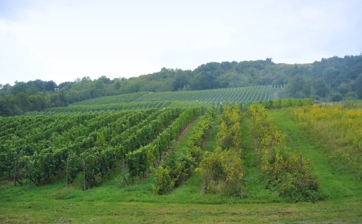 Haute-Kontz - Le vignoble sur les coteaux en bordure de la Moselle - © M.CRIVELLARO