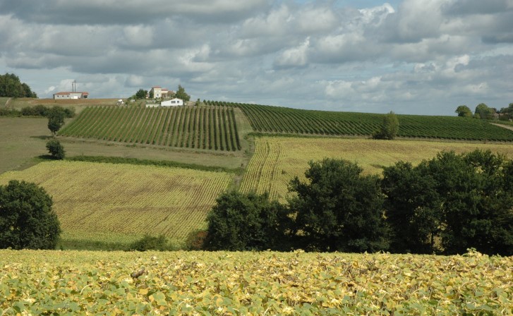 Lavardac - Entre Xaintrailles et Lavardac , vignes sur coteaux molassiques - © Marion CRIVELLARO