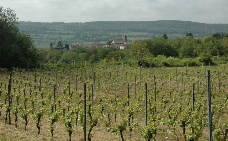 Marange-Silvange - Le vignoble au dessus du village. Le front de côte se dessine au loin - © M.CRIVELLARO