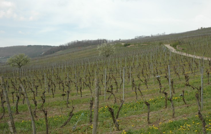 Marlenheim - Vignobles de Pinot noir au printemps - © M.CRIVELLARO