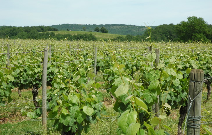 Mercuès - Vignoble de Cahors sur le plateau calcaire - © M.CRIVELLARO