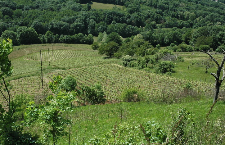 Mérignat - Les vignes sur les coteaux pentus du village de Mérignat - © M.CRIVELLARO