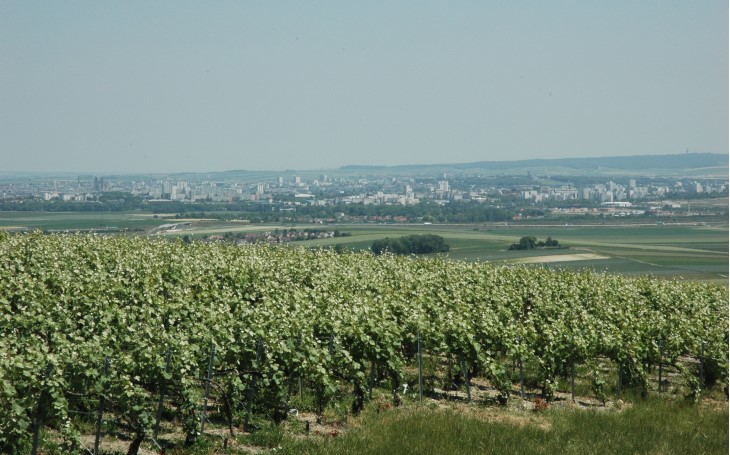 Montagne de Reims Ouest - Ville-Dommange - Le vignoble s'ouvre sur la ville de Reims - © M.CRIVELLARO