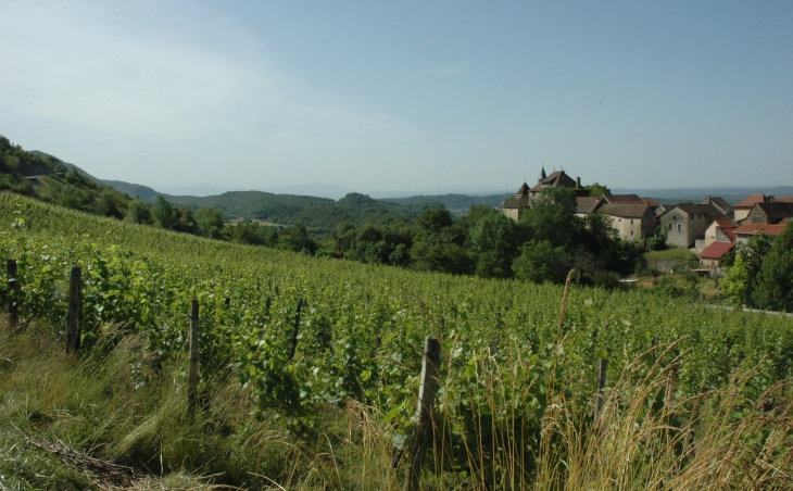 Montagnieu - Les vignes installées sur des pentes abruptes au-dessus du village de Montagnieu - © M.CRIVELLARO