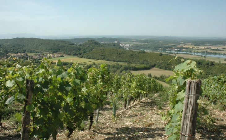Montagnieu - Les vignes surplombent la rive droite du Rhône. 80 % des vins produits sont effervescents - © M.CRIVELLARO