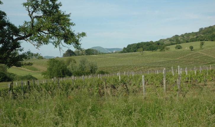 Montigny-lès-Arsures - Commune du canton d'Arbois. Louis Pasteur y possédait la vigne: le Clos des Rosières.  © M.CRIVELLARO