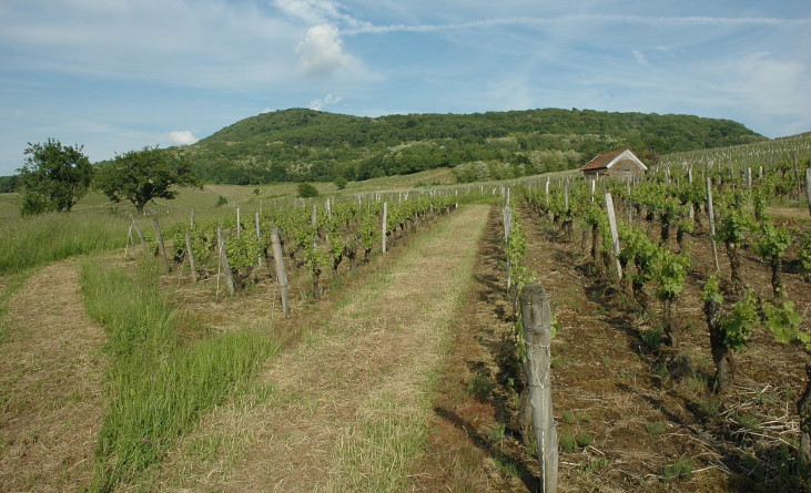 Montigny-lès-Arsures - Vignobles sur les versants des collines boisées du piémont situées en avant du plateau.  © M.CRIVELLARO