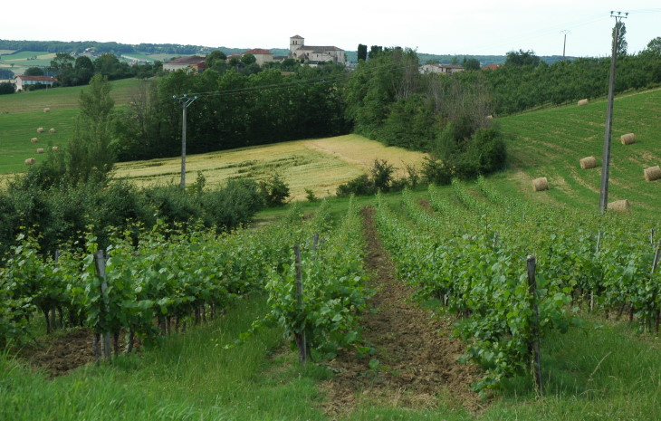 Parcelle de vignoble des Coteaux du Quercy  au milieu des cultures fourragères. © M.CRIVELLARO