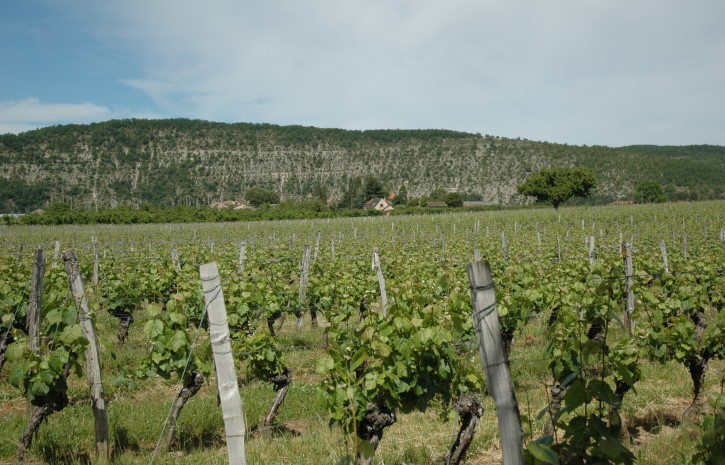 Parnac - Vignoble de Cahors sur les terrasses du Lot en contrebas du Causse de Gramat - © M.CRIVELLARO
