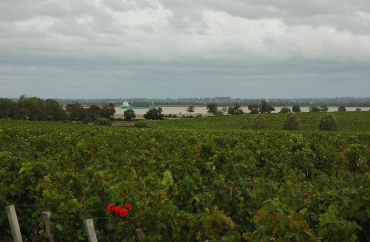Pauillac - Vignes du Château Latour  en bordure de Gironde - © M.CRIVELLARO