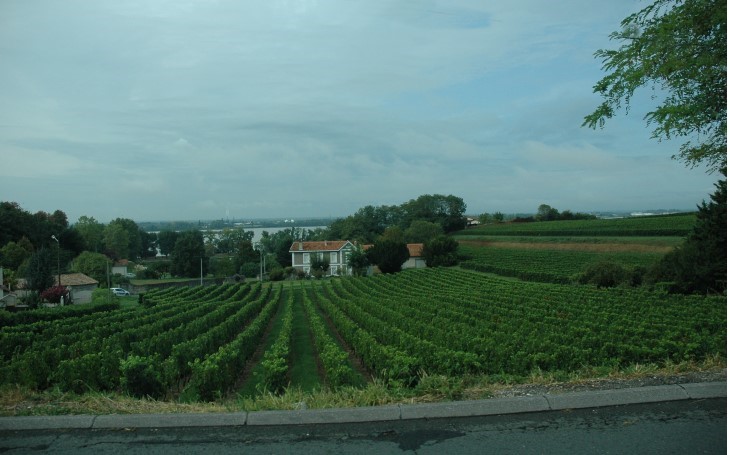 Prignac-et-Marcamps - Le vignoble couvre le pied de coteau en bordure de la Dordogne. Au loin le Médoc -  © M.CRIVELLARO