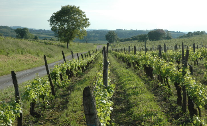 Pupillin - Le vignoble, route du chemin des vignes vers Buvilly. © M.CRIVELLARO