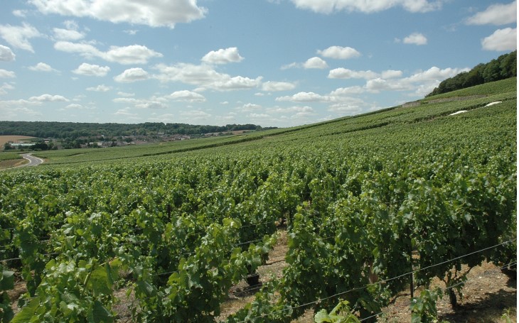  Région de Congy-Villevenard - Village viticole de Congy. Vignes et coteaux aux sommets boisés -  © M.CRIVELLARO