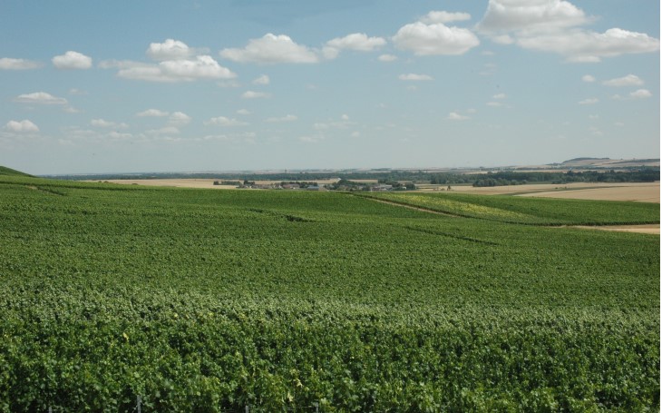 Région de Congy-Villevenard - Villevenard - Le vignoble s'ouvre sur la plaine plantée en cultures céréalières -  © M.CRIVELLARO