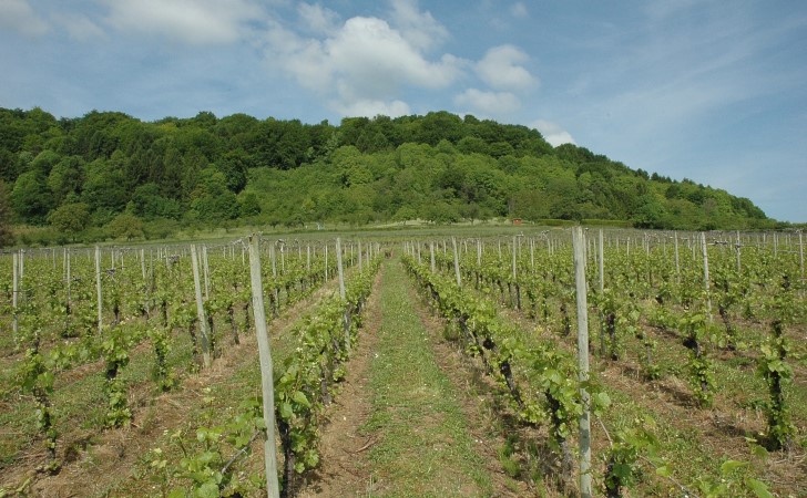 Saint-Maurice-sous-les-Côtes - Les vignes sur les pentes du front de côte au sommet boisé - © M.CRIVELLARO