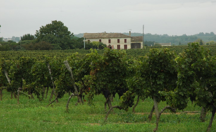 Salleboeuf - Vignoble des Premières Côtes de Bordeaux  - © M.CRIVELLARO