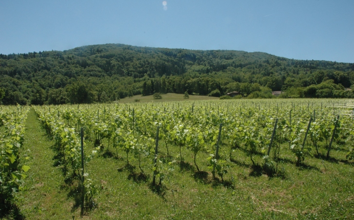 Sciez - Le vignoble du Domaine "Château La Tour de Marignan" AOC Vin de Savoie Marignan au pied du Mont de Boisy.  © M.CRIVELLARO