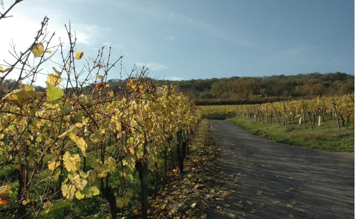 Sierck-les-Bains - Les vignes sur les coteaux du Mont Stromberg sur la rive gauche de la Moselle -  © M.CRIVELLARO
