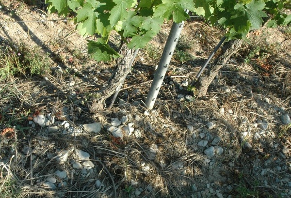 Sol argilo-calcaie - Vignoble de Die - © M.CRIVELLARO