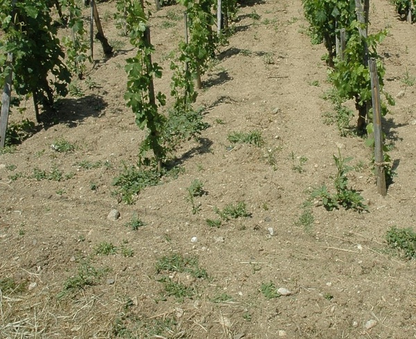 Sol sablo-argileux, friable, d'origine gneissique, composant le vignoble de Château-Grillet - © M.CRIVELLARO