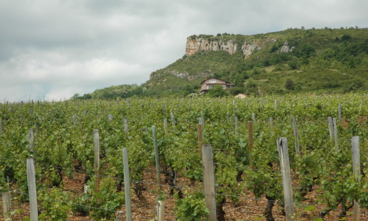 Solutré-Pouilly - Le vignoble au pied de la Roche de Solutré - © M.CRIVELLARO
