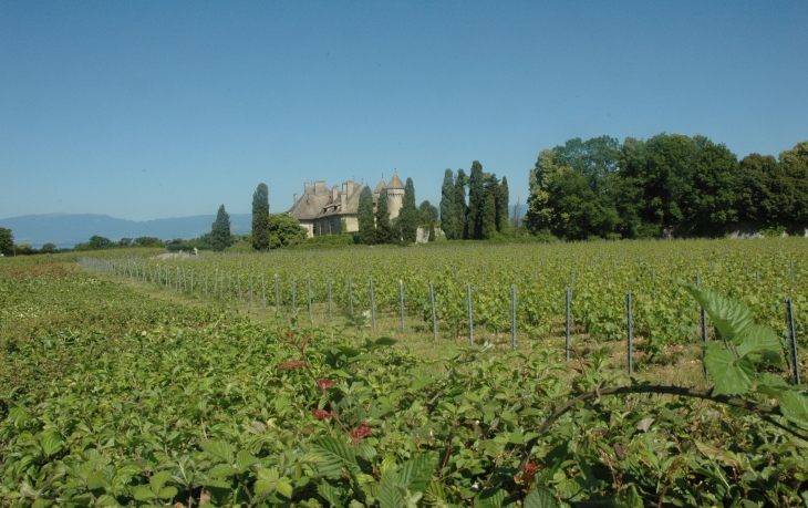Thonon-les-Bains - Les vignes autour du Château de Ripaille sur la  terrasse caillouteuse fluvio-lacustre du quaternaire - © M.CRIVELLARO