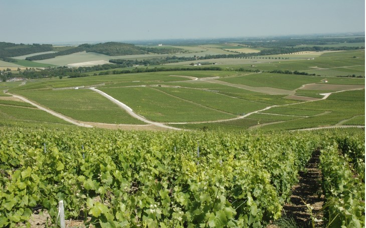 Vallée de la Marne - Rive droite - Avenay Val d'or - Le vignoble et la plaine en direction de Chalons-en-Champagne -  © M.CRIVELLARO