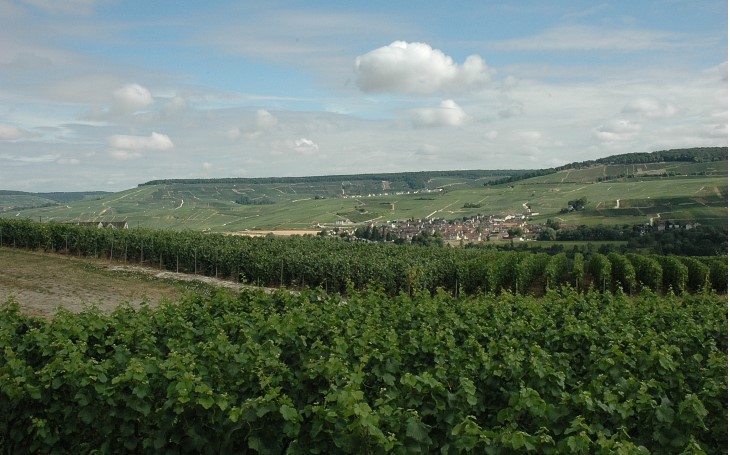 Vallée de la Marne - Rive gauche - Oeuilly - Le vignoble depuis le village de Oeuilly. Au loin en rive droite, le village de Reuil -  © M.CRIVELLARO