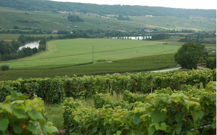 Vallée de la Marne -  Venteuil - Le long de son cours la Marne a développé des coteaux  favorables à la culture de la vigne -  © M.CRIVELLARO