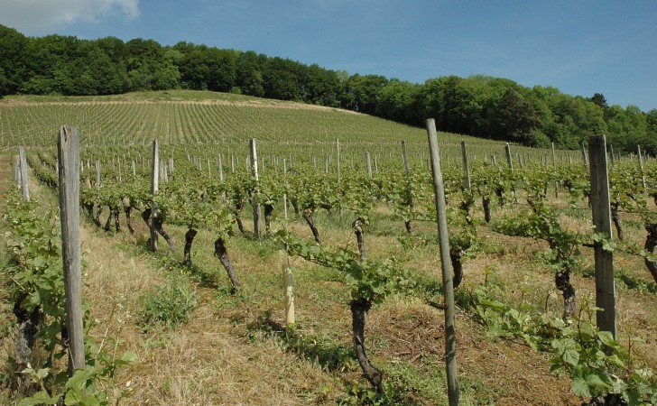 Viéville-sous-les-Côtes -  Le vignoble - © M.CRIVELLARO